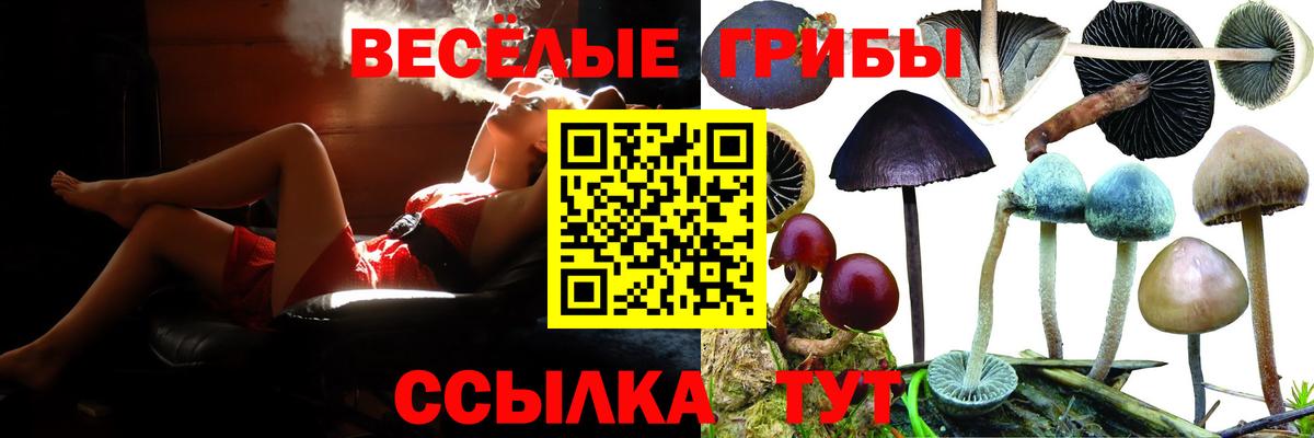 Фурманов  Галлюциногенные грибы Psilocybine cubensis  хочу   Вход с VPN 